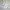 Crop top Wanita white photo 5