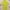 Polo Ralph Lauren Vintage Luxury Shirt Wanita Yellow