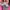 Adidas Casual Sneakers Kids pink blue photo 3