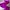 Luxury Sportswear Swimwear Wanita Purple