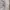 Adidas Streetwear Sportswear Jersey Pria white photo 5