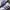 Adidas Indie Casual Sneakers Pria purple white brown photo 2