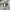 Adidas Sportswear Jersey Pria white photo 4