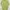 Issey Miyake Casual T-shirt Wanita green photo 6