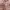 ZARA Casual Trench coat Kids pink photo 2