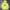 Pancoat Streetwear Sportswear Hoody Pria yellow photo 1