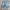 Short Pria blue photo 4