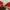 ECKO UNLTD Vintage Y2K T-shirt Pria red photo 5
