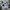 Polo Ralph Lauren Grunge Indie T-shirt Pria white blue photo 2