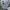 Grunge Emo Casual shirt Pria white black photo 4