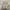 Nike Streetwear Sportswear Sneakers Pria tan photo 5