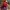 New Era Sportswear Casual Hat Pria red photo 4