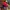 New Era Sportswear Casual Hat Pria red photo 3