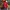 New Era Sportswear Casual Hat Pria Red