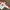 Adidas Vintage Y2K Windbreaker Pria white red photo 2