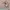 Missoni Polo shirt Pria multicolor photo 5