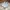 VANS Casual Sneakers Pria white photo 2