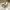 VANS Casual Sneakers Pria white yellow photo 2