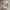 Converse Casual Sneakers Wanita white tan photo 1