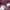 Sies Marjan Sweater Wanita purple photo 3