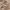 Crocodile Vintage Casual Casual pants Pria tan photo 1