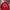 Vintage Streetwear Parka Pria red photo 2