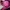 Coach Lolita Beach bag Wanita pink photo 4