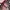 Coach Lolita Handbag Wanita multicolor photo 4