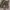 3MONGKIS Cosplay Evening Dress Wanita Brown