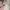 Casual Parka Pria cream photo 5