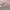 The North Face Y2K Sportswear Sweatshirt Wanita pink photo 5