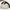 Sportswear Bomber jacket Pria white black photo 4