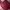 Uniqlo Vintage Sweater Pria red photo 1