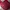 Uniqlo Vintage Sweater Pria Red