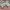 GAP Indie Coquette Casual dress Wanita multicolor photo 3