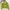 Sophie Martin Casual Crop top Wanita green photo 1