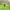 thisisneverthat Minimalist T-shirt Pria green photo 5