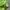 thisisneverthat Minimalist T-shirt Pria green photo 4