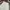 Napapijri Streetwear Y2K Casual pants Pria white photo 3