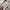 C.P. Company Vintage Sweatshirt Pria khaki cream photo 5