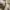 Fear of God ESSENTIALS Streetwear T-shirt Pria cream photo 6