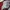 Fila Skater Sportswear Windbreaker Pria white red photo 4