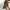 Carhartt Streetwear Y2K Leather jacket Pria cream photo 8