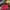Kate Spade Lolita Minimalist Shoulder Bag Wanita Red