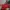 Kate Spade Lolita Minimalist Shoulder bag Wanita red photo 2