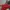 Kate Spade Lolita Minimalist Shoulder Bag Wanita Red