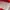 Hazzys Streetwear Casual Polo shirt Pria white red photo 7