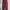 Dickies Skater Minimalist Casual Pants Pria Red