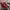 Nike Sportswear Sneakers Pria white red photo 1