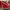 Nike Sportswear Sneakers Pria white red photo 6